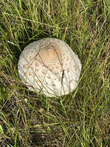 Czubajka kania