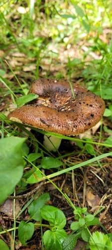 Gołąbek