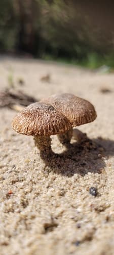 Agaricineae