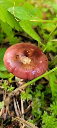 Gołąbek