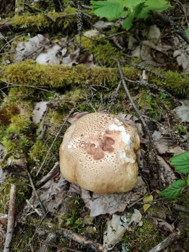 borowik usiatkowany