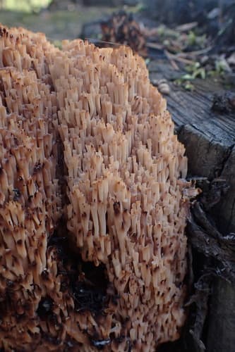 Artomyces microsporus