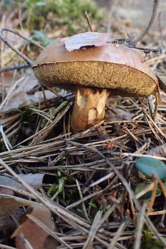 Podgrzybek brunatny