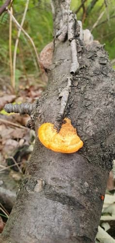Gęstoporek cynobrowy