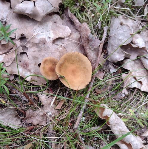 Inocybaceae