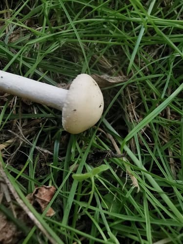 Agrocybe molesta