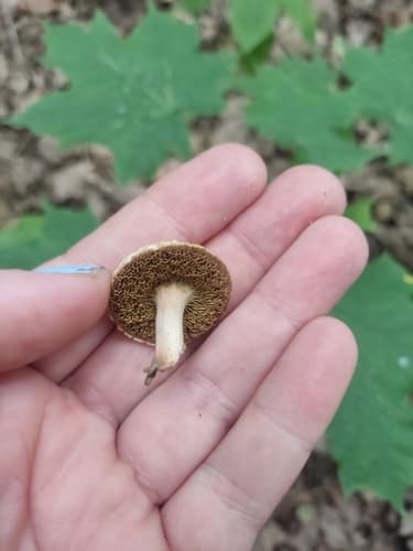 Borowikowate