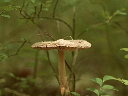 Vaginatae