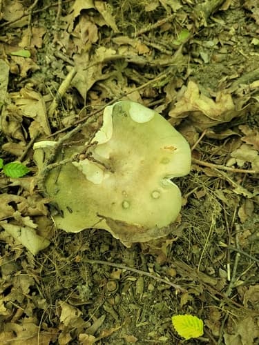 Gołąbek
