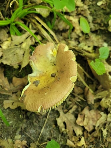 Gołąbek