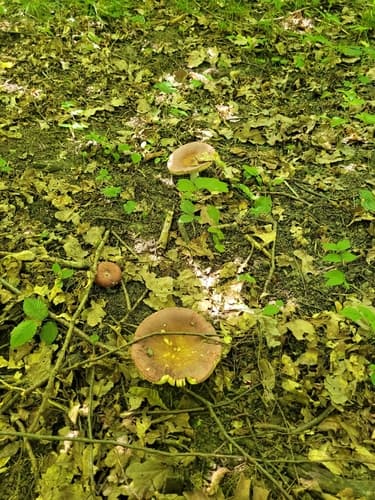 Gołąbek