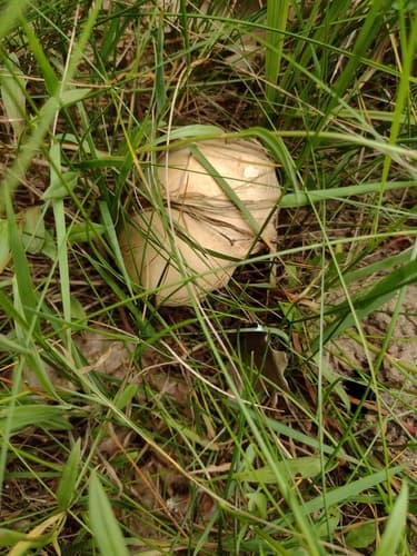 Pieczarka biaława