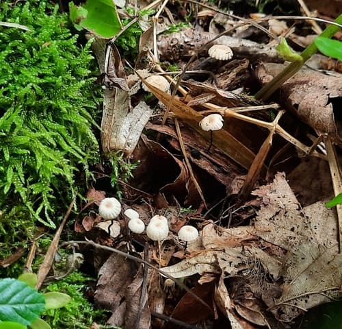 Marasmius