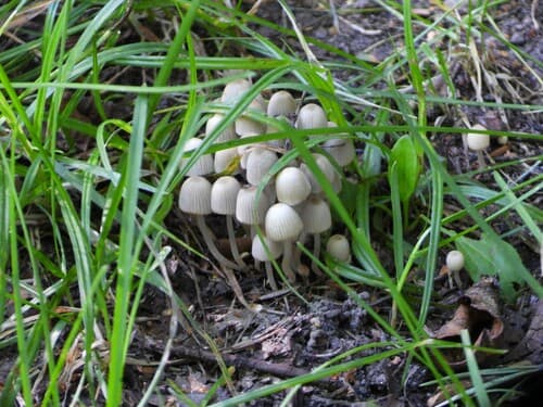 Coprinellus
