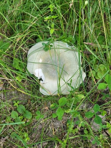 Gołąbek zielonawy