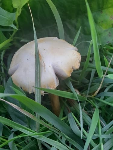 Kruchaweczka zaroślowa