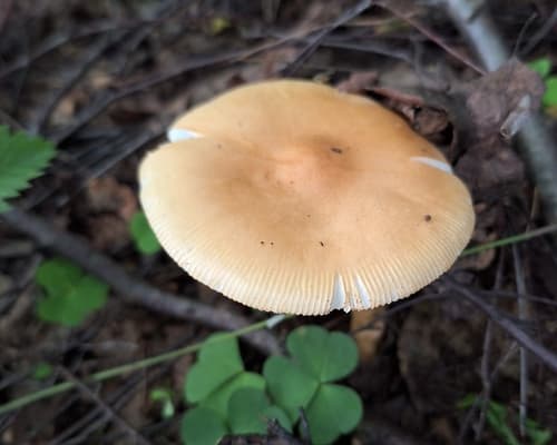 Amanita crocea