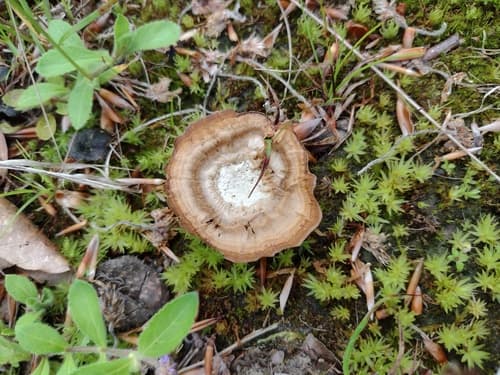 Stułka piaskowa