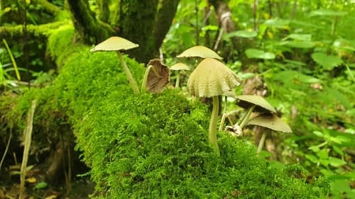 Kruchaweczka zaroślowa
