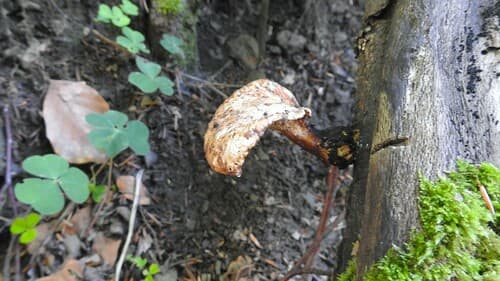 Cerioporus