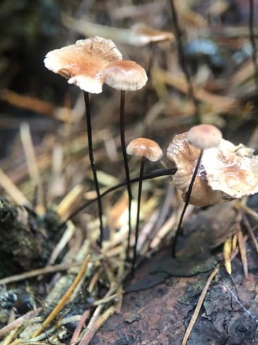 Gymnopus