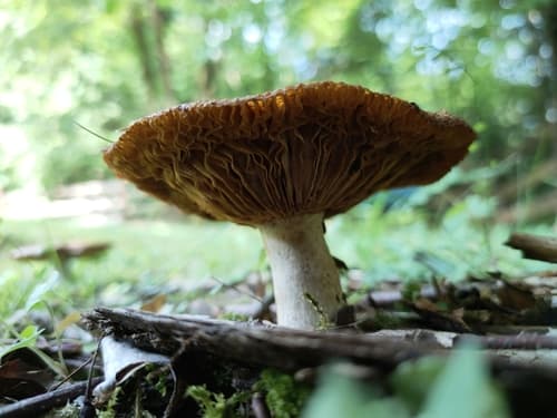 Gołąbek