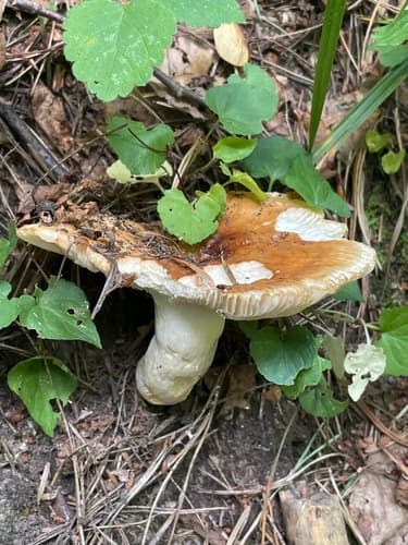 Gołąbek