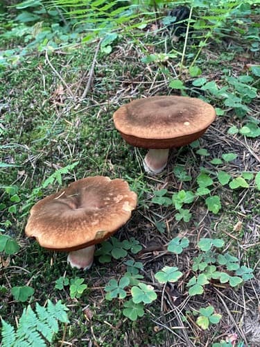 krasnoborowik ceglastopory