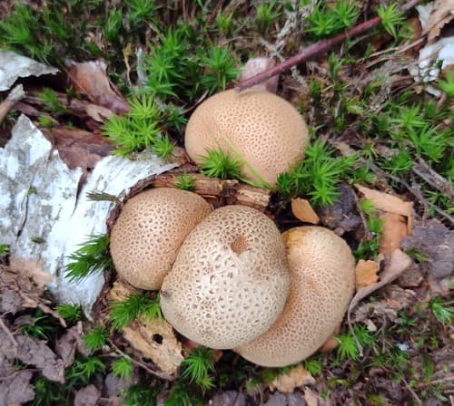 Tęgoskór cytrynowy