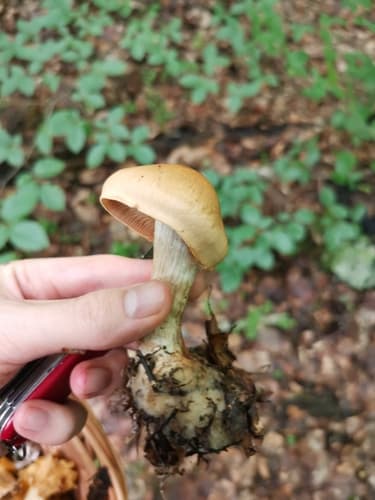 Zasłonakowate