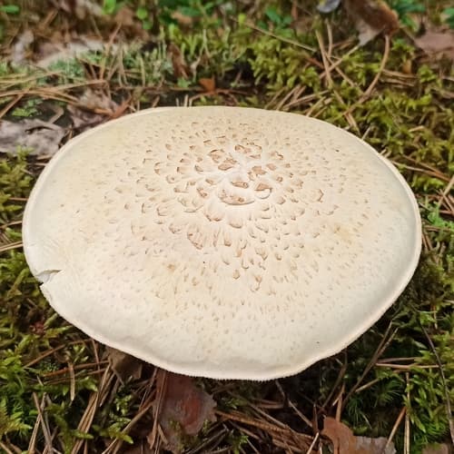 Twardoskórzak łuskowaty