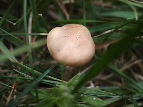 Marasmius