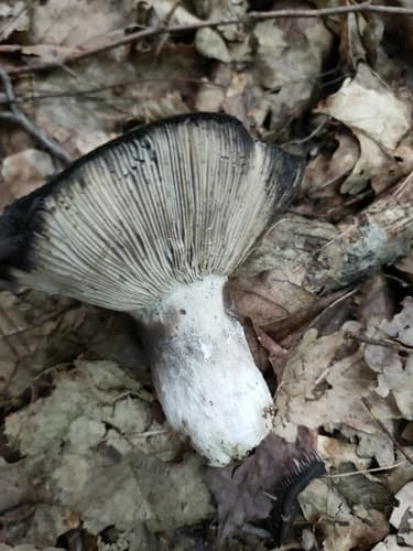 Nigricantinae