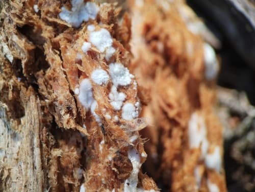 Hyphodontia