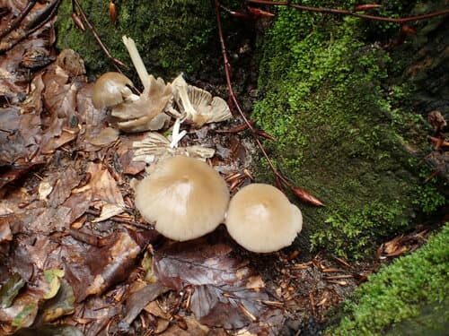 Kruchaweczka