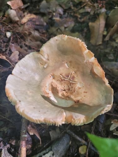 Gołąbek