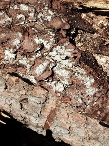 Hyphodontia