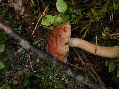 Podgrzybek brunatny