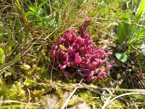 Clavaria amethystina