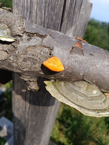 Gęstoporek cynobrowy