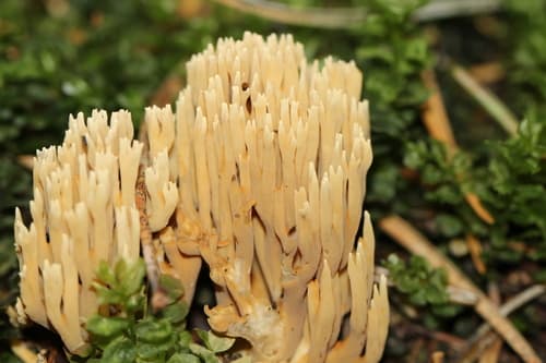 Phaeoclavulina