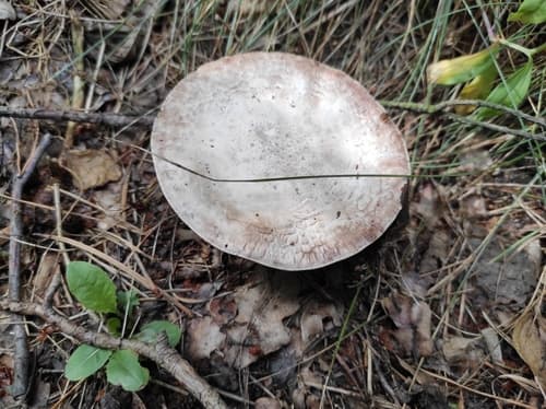 Pieczarka