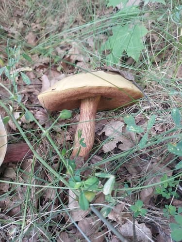 Modroborowik ponury