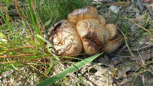 Tęgoskór cytrynowy