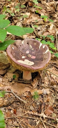 Russula
