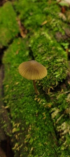 Mycena viridimarginata