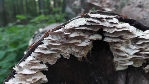 zęboporek gruboząb