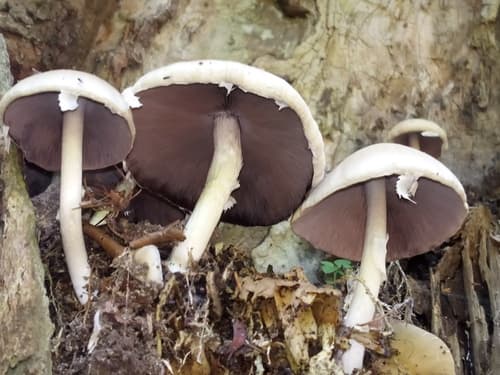 Agaricineae