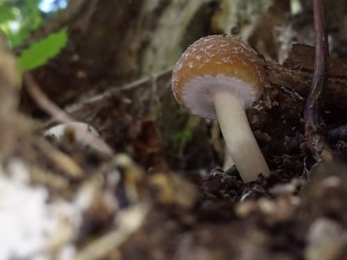 Kruchaweczka zaroślowa