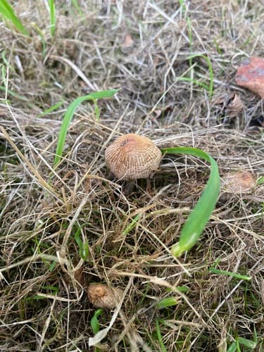 Coprinellus